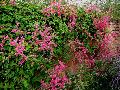 Rose of Montana / Antigonon leptopus